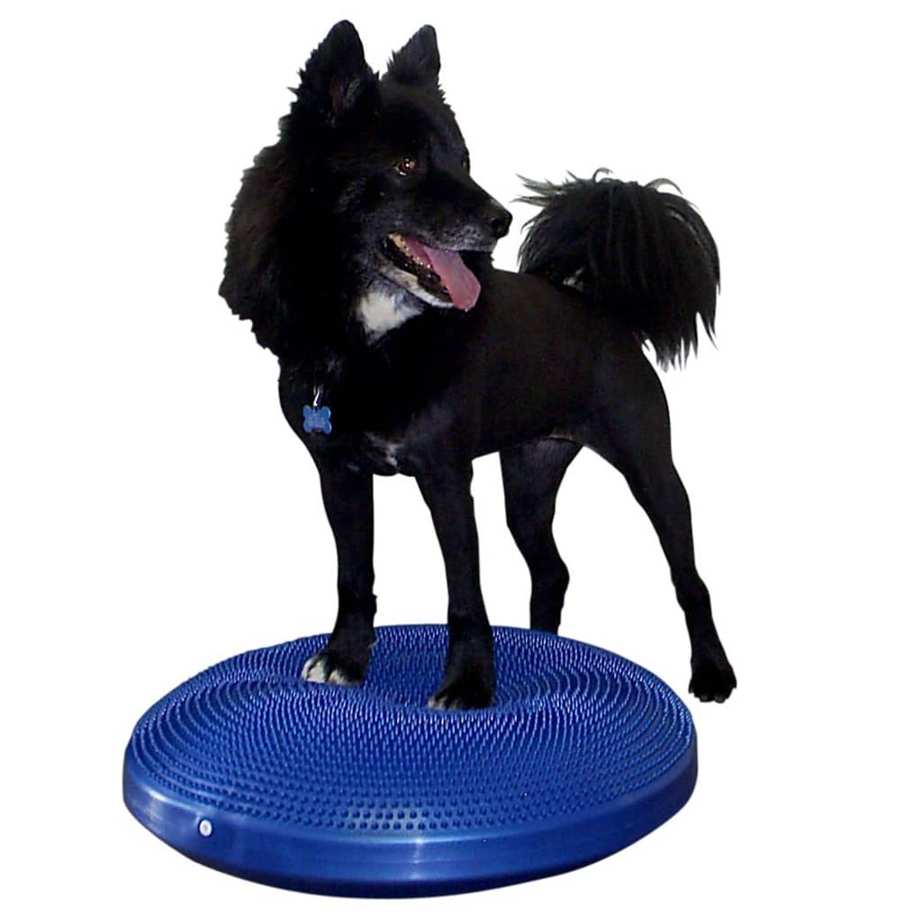 Balance-Scheibe für Haustiere 56 cm Blau