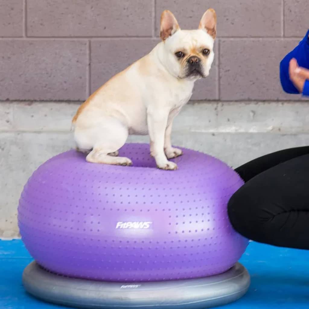 Fitnessball für Hunde TRAX Donut 55 cm Lila